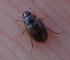 Enochrus quadripunctatus