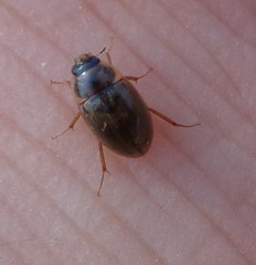 Enochrus quadripunctatus