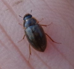 Enochrus quadripunctatus