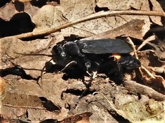 Psorthaspis brimleyi