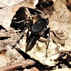 Psorthaspis brimleyi