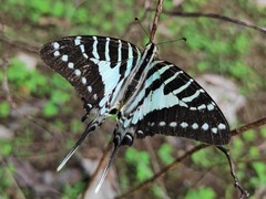 Graphium nomius nomius
