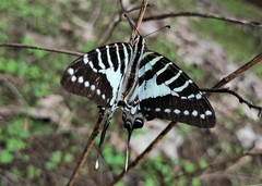 Graphium nomius nomius