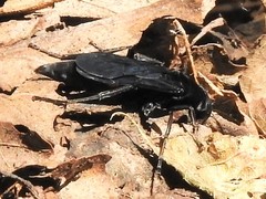 Psorthaspis brimleyi