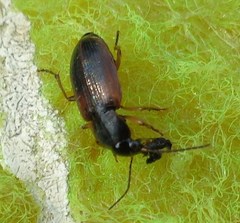 Enochrus quadripunctatus