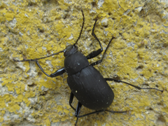 Plesiophthalmus davidis