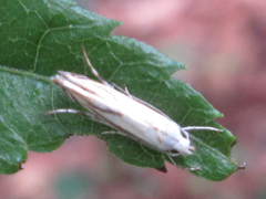 Polyhymno pontifera