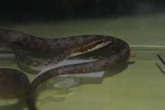 Dryophiops rubescens