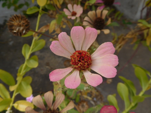Elegant Zinnia