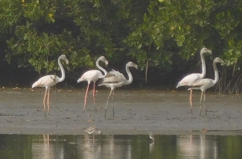 Greater Flamingo