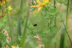Cryptocephalus moraei