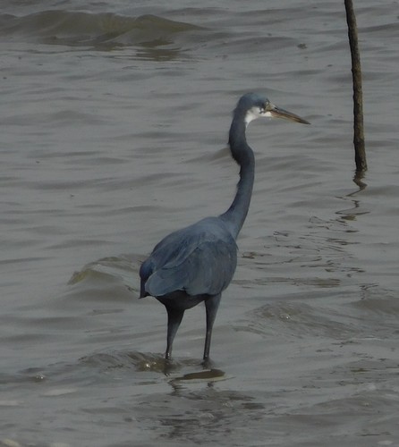 Western Reef Heron