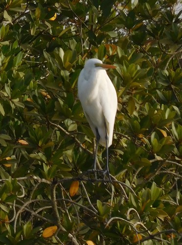 Great Egret