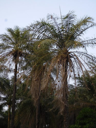 African oil palm