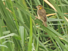 Ploceus manyar