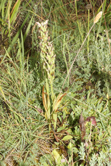 Anacamptis coriophora
