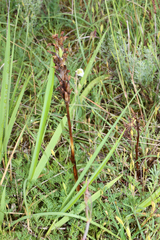 Anacamptis coriophora