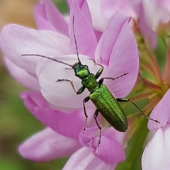 Chrysanthia viridissima