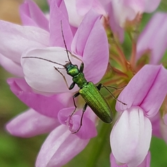 Chrysanthia viridissima