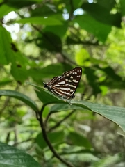 Dodona eugenes esakii