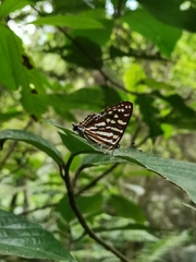 Dodona eugenes esakii