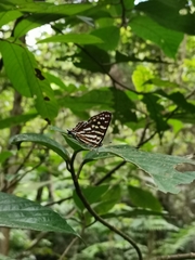 Dodona eugenes esakii