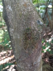 Tanna sozanensis
