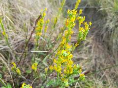 Manulea obovata