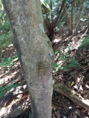 Tanna sozanensis