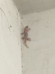 Hemidactylus turcicus