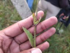 Manulea obovata