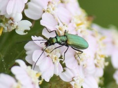 Chrysanthia viridissima