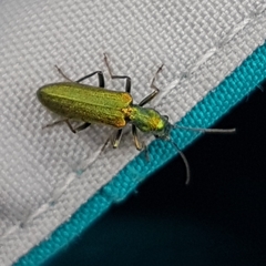 Chrysanthia viridissima