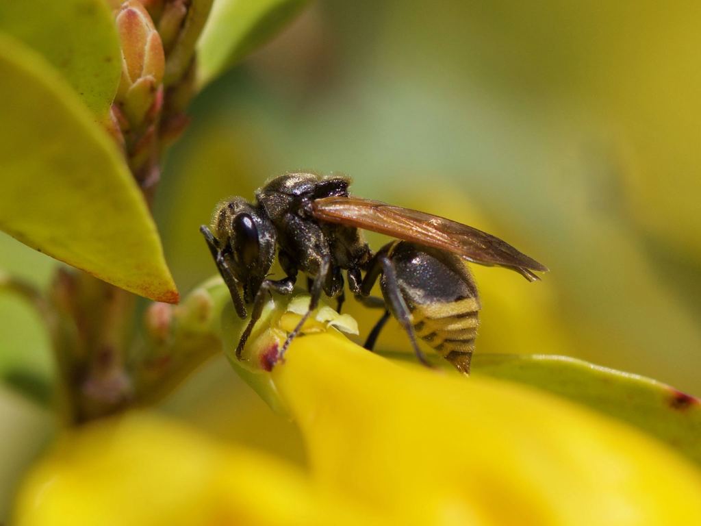 Mexican Honey Wasp from LBJ Wildflower Center, Travis Co, TX, USA on ...