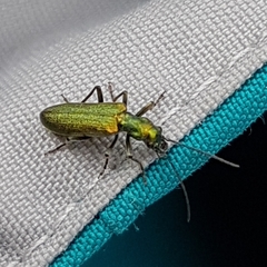 Chrysanthia viridissima