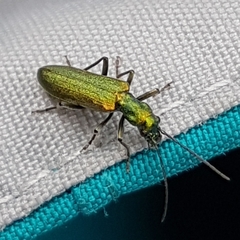 Chrysanthia viridissima