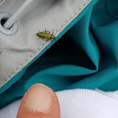 Chrysanthia viridissima