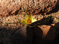Romulea tortuosa