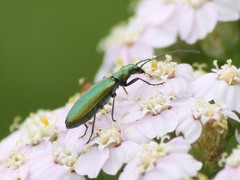 Chrysanthia viridissima