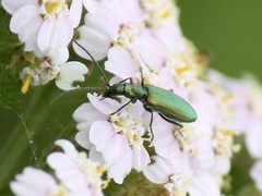 Chrysanthia viridissima