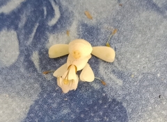 Hymenopus coronatus