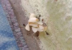 Hymenopus coronatus