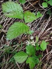 Rubus saxatilis