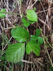 Rubus saxatilis