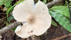 Termitomyces