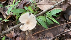 Termitomyces
