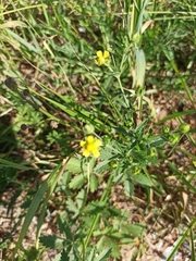 Potentilla norvegica