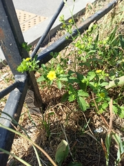 Potentilla norvegica