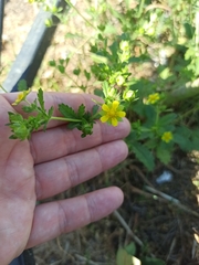 Potentilla norvegica