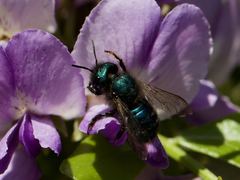 Osmia ribifloris ribifloris